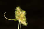 Dwarf umbrella-sedge